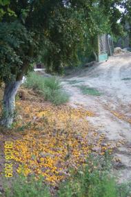 Роксолани з panoramio.com