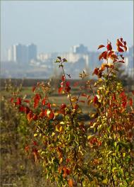 Новомайське з panoramio.com