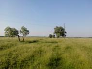 Петрики з panoramio.com