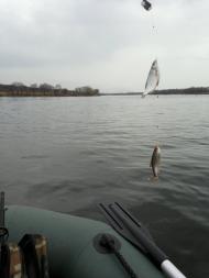 Кушугум з panoramio.com