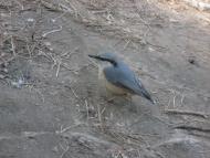 Страдч з panoramio.com