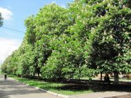 Ровеньки з panoramio.com