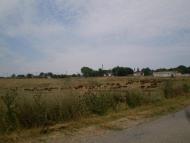 Белинское - Последние фото