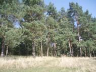 Ворошилівка з panoramio.com