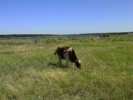 Павлопіль з panoramio.com