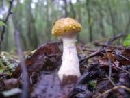 Березань з panoramio.com