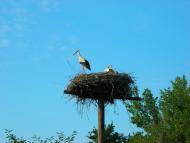 Леськи з panoramio.com