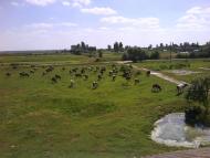 Тристень - Останні фото