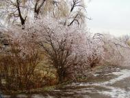 Янишівка з panoramio.com