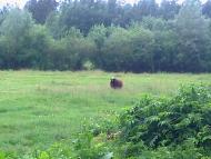 Кораблище з panoramio.com