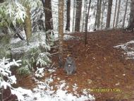 Орявчик з panoramio.com