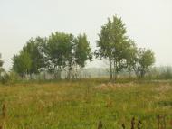 Осещина з panoramio.com