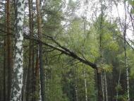 Кумейки з panoramio.com