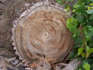 Менжинське з panoramio.com