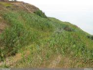 Куликівське з panoramio.com