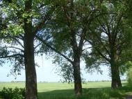 Переяслівка з panoramio.com