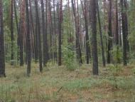 Кумейки з panoramio.com