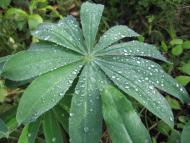 Лісобуда - Останні фото