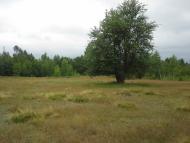 Сошники з panoramio.com