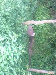 Лучинець з panoramio.com