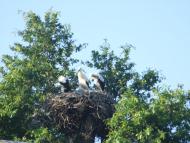 Дружнє з panoramio.com