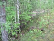 Пугач з panoramio.com