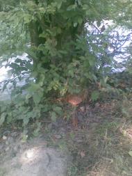 Сасівка - Останні фото