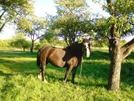 Тристень - Останні фото