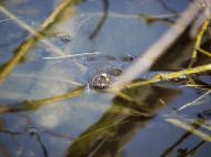 Велимче з panoramio.com