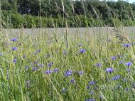 Григоро-Іванівка з panoramio.com