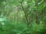 Надеждівка з panoramio.com