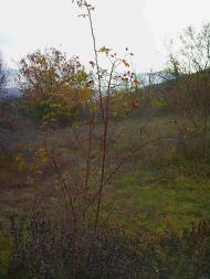 Високе з panoramio.com