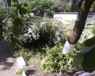 Олександрівка з panoramio.com