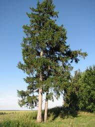 Капустяни з panoramio.com