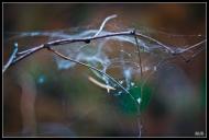 Мала Любаша з panoramio.com