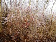 Янишівка з panoramio.com