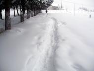 Шебутинці з panoramio.com