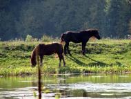 Руда-Красна з panoramio.com