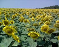 Червона Нива з panoramio.com