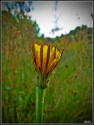 Три Копці з panoramio.com