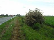 Петровське з panoramio.com