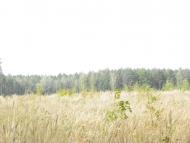 Кумейки з panoramio.com