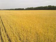 Товкачівка з panoramio.com