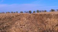 Новосілка з panoramio.com