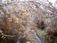 Янишівка з panoramio.com