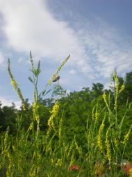 Попасне з panoramio.com