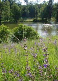 Васьківці з panoramio.com