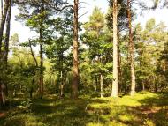 Поляна з panoramio.com