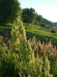 Лісники з panoramio.com