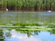 Конькове з panoramio.com